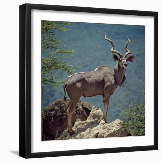 A Fine Greater Kudu Bull Standing on a Termite Mound in the Game Reserve Surrounding Lake Bogoria-Nigel Pavitt-Framed Photographic Print