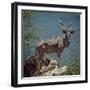 A Fine Greater Kudu Bull Standing on a Termite Mound in the Game Reserve Surrounding Lake Bogoria-Nigel Pavitt-Framed Photographic Print