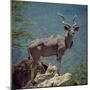 A Fine Greater Kudu Bull Standing on a Termite Mound in the Game Reserve Surrounding Lake Bogoria-Nigel Pavitt-Mounted Photographic Print