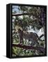 A Fine Leopard in the Cedar Forests Near Maralal-Nigel Pavitt-Framed Stretched Canvas