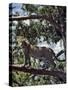 A Fine Leopard in the Cedar Forests Near Maralal-Nigel Pavitt-Stretched Canvas