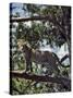 A Fine Leopard in the Cedar Forests Near Maralal-Nigel Pavitt-Stretched Canvas