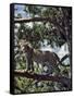 A Fine Leopard in the Cedar Forests Near Maralal-Nigel Pavitt-Framed Stretched Canvas