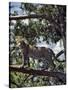 A Fine Leopard in the Cedar Forests Near Maralal-Nigel Pavitt-Stretched Canvas