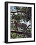 A Fine Leopard in the Cedar Forests Near Maralal-Nigel Pavitt-Framed Photographic Print