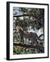 A Fine Leopard in the Cedar Forests Near Maralal-Nigel Pavitt-Framed Photographic Print