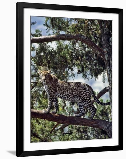 A Fine Leopard in the Cedar Forests Near Maralal-Nigel Pavitt-Framed Photographic Print