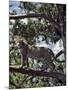 A Fine Leopard in the Cedar Forests Near Maralal-Nigel Pavitt-Mounted Photographic Print