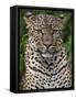 A Fine Leopard Oblivious to Light Rain in the Salient of the Aberdare National Park-Nigel Pavitt-Framed Stretched Canvas