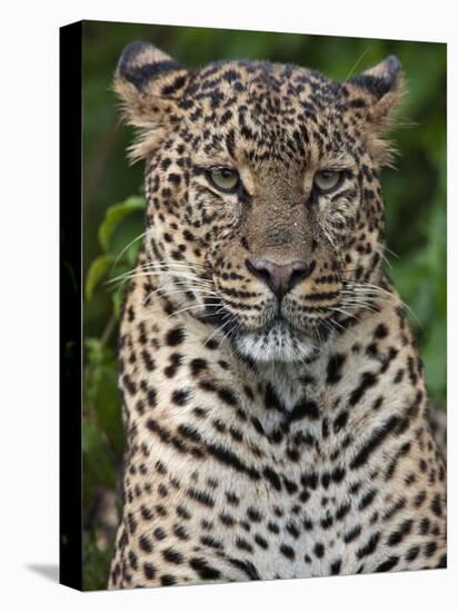 A Fine Leopard Oblivious to Light Rain in the Salient of the Aberdare National Park-Nigel Pavitt-Stretched Canvas