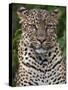 A Fine Leopard Oblivious to Light Rain in the Salient of the Aberdare National Park-Nigel Pavitt-Stretched Canvas