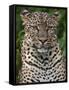 A Fine Leopard Oblivious to Light Rain in the Salient of the Aberdare National Park-Nigel Pavitt-Framed Stretched Canvas