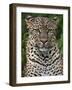 A Fine Leopard Oblivious to Light Rain in the Salient of the Aberdare National Park-Nigel Pavitt-Framed Photographic Print