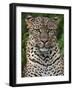 A Fine Leopard Oblivious to Light Rain in the Salient of the Aberdare National Park-Nigel Pavitt-Framed Photographic Print