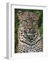 A Fine Leopard Oblivious to Light Rain in the Salient of the Aberdare National Park-Nigel Pavitt-Framed Photographic Print