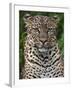 A Fine Leopard Oblivious to Light Rain in the Salient of the Aberdare National Park-Nigel Pavitt-Framed Photographic Print