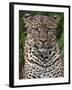 A Fine Leopard Oblivious to Light Rain in the Salient of the Aberdare National Park-Nigel Pavitt-Framed Photographic Print