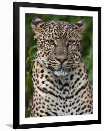 A Fine Leopard Oblivious to Light Rain in the Salient of the Aberdare National Park-Nigel Pavitt-Framed Photographic Print