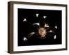 A finger mask which was probably used during a song and dance entertainment-null-Framed Giclee Print