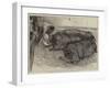 A Finishing Touch, a Sketch from Life at the Smithfield Club Show-William Small-Framed Giclee Print