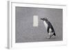 A Fiordland Crested Penguin (Eudyptes Pachyrhynchus) Crosses the Road Heading Back to Sea-Brent Stephenson-Framed Photographic Print