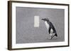 A Fiordland Crested Penguin (Eudyptes Pachyrhynchus) Crosses the Road Heading Back to Sea-Brent Stephenson-Framed Photographic Print