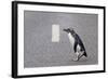 A Fiordland Crested Penguin (Eudyptes Pachyrhynchus) Crosses the Road Heading Back to Sea-Brent Stephenson-Framed Photographic Print