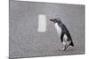 A Fiordland Crested Penguin (Eudyptes Pachyrhynchus) Crosses the Road Heading Back to Sea-Brent Stephenson-Mounted Photographic Print