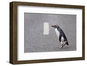 A Fiordland Crested Penguin (Eudyptes Pachyrhynchus) Crosses the Road Heading Back to Sea-Brent Stephenson-Framed Photographic Print