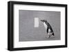 A Fiordland Crested Penguin (Eudyptes Pachyrhynchus) Crosses the Road Heading Back to Sea-Brent Stephenson-Framed Photographic Print