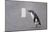 A Fiordland Crested Penguin (Eudyptes Pachyrhynchus) Crosses the Road Heading Back to Sea-Brent Stephenson-Mounted Photographic Print