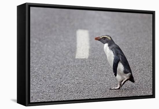 A Fiordland Crested Penguin (Eudyptes Pachyrhynchus) Crosses the Road Heading Back to Sea-Brent Stephenson-Framed Stretched Canvas