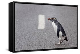 A Fiordland Crested Penguin (Eudyptes Pachyrhynchus) Crosses the Road Heading Back to Sea-Brent Stephenson-Framed Stretched Canvas