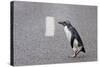 A Fiordland Crested Penguin (Eudyptes Pachyrhynchus) Crosses the Road Heading Back to Sea-Brent Stephenson-Stretched Canvas