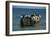 A Fishing Boat Landing from the Lake Victoria, Uganda-null-Framed Giclee Print