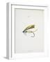 A Fishing Fly and Hook, Fishing Tackle-Fraser Sandeman-Framed Giclee Print