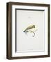 A Fishing Fly and Hook, Fishing Tackle-Fraser Sandeman-Framed Giclee Print