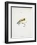 A Fishing Fly and Hook, Fishing Tackle-Fraser Sandeman-Framed Giclee Print