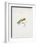 A Fishing Fly and Hook, Fishing Tackle-Fraser Sandeman-Framed Giclee Print