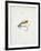 A Fishing Fly and Hook, Fishing Tackle-Fraser Sandeman-Framed Giclee Print