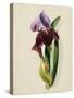 A Flag Iris-Thomas Holland-Stretched Canvas