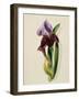 A Flag Iris-Thomas Holland-Framed Giclee Print