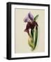 A Flag Iris-Thomas Holland-Framed Giclee Print