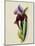 A Flag Iris-Thomas Holland-Mounted Giclee Print