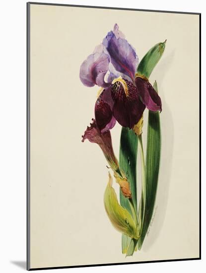 A Flag Iris-Thomas Holland-Mounted Giclee Print