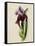 A Flag Iris-Thomas Holland-Framed Stretched Canvas