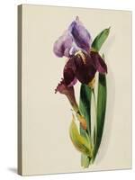 A Flag Iris-Thomas Holland-Stretched Canvas