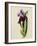 A Flag Iris-Thomas Holland-Framed Giclee Print