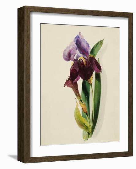 A Flag Iris-Thomas Holland-Framed Giclee Print