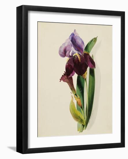 A Flag Iris-Thomas Holland-Framed Giclee Print